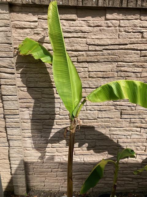 Bananenplant