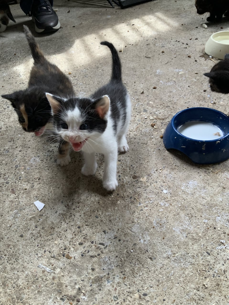Kitten