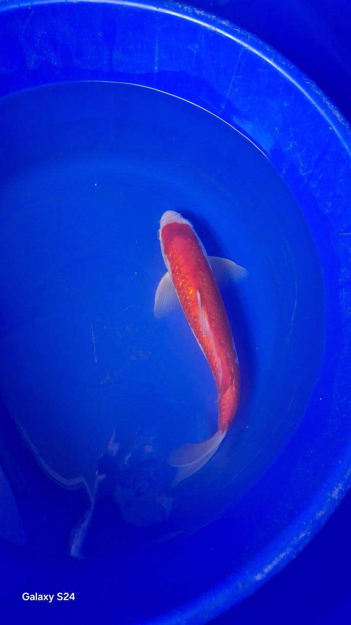 Japanse koi 30-40cm