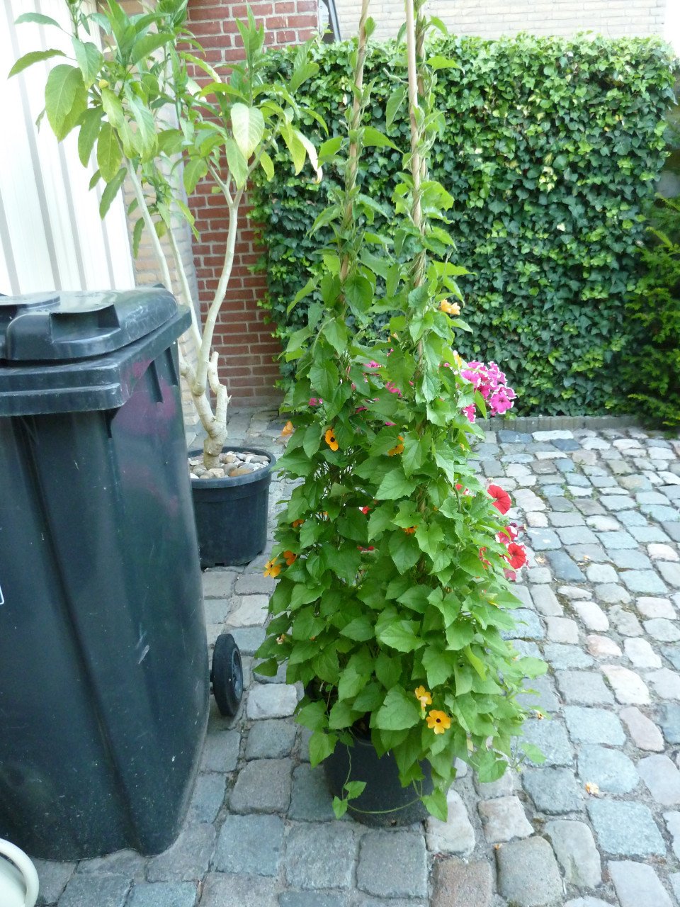 TE KOOP SUSANNE MET DE MOOIE OGEN