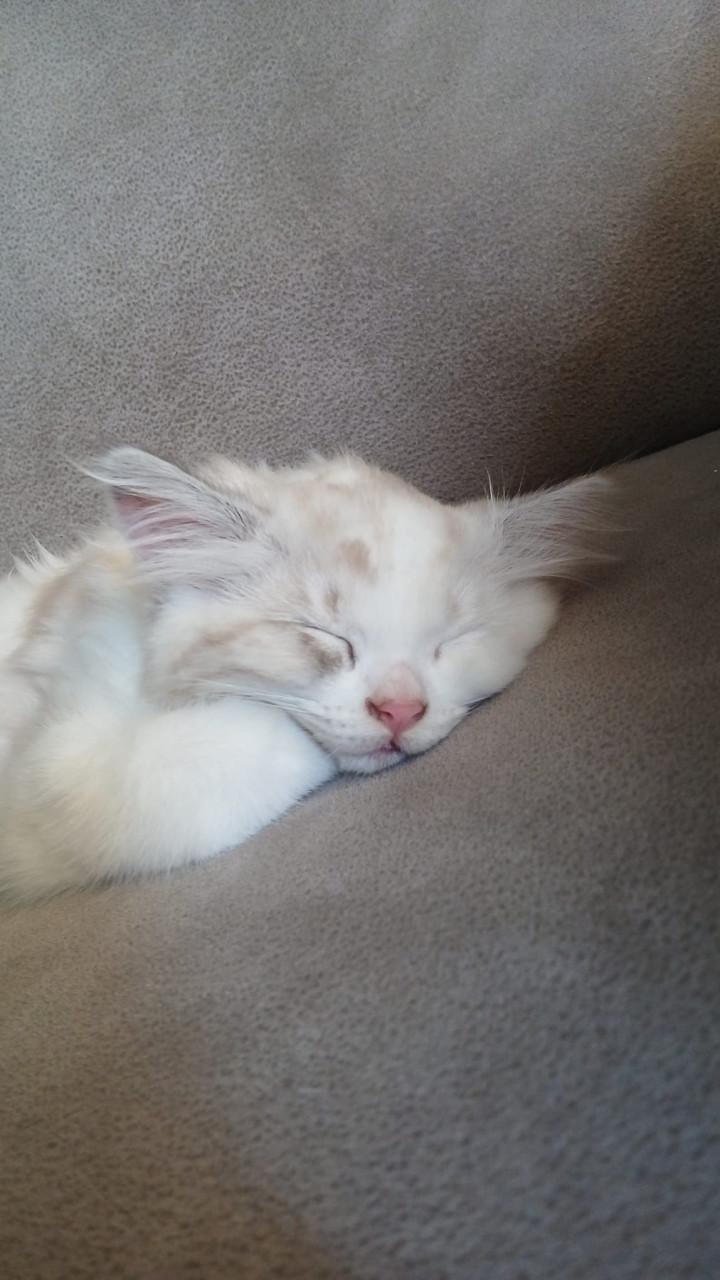 2 ragdoll kittens
