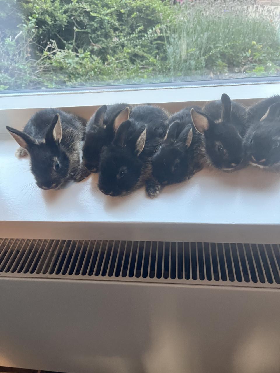 Baby konijnen te koop