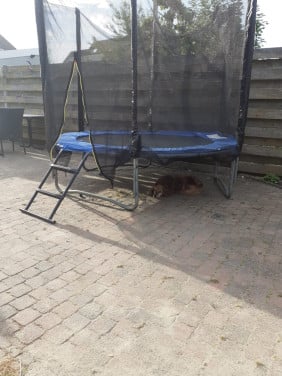 Trampoline