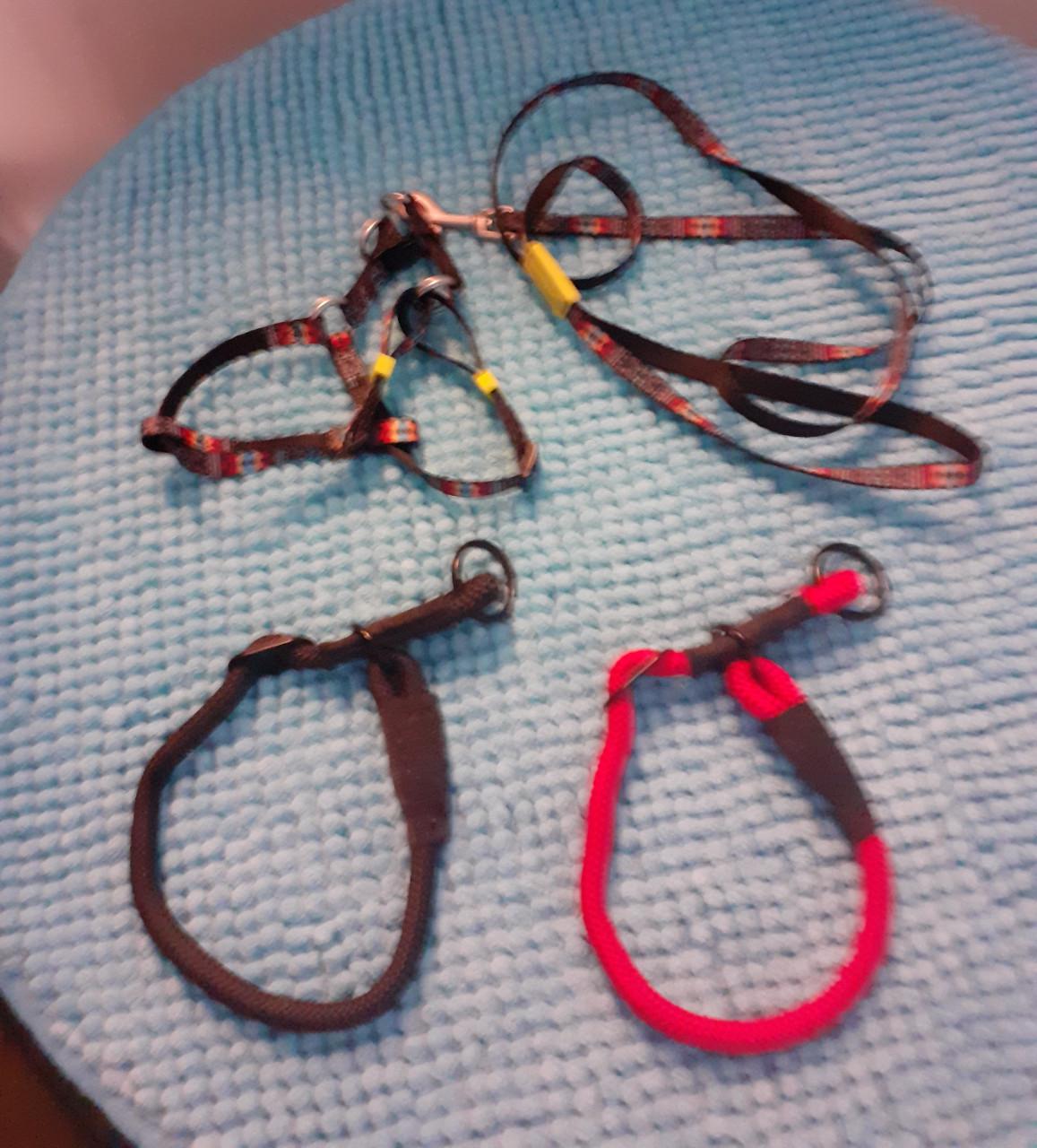 Tuigje met lijn en halsbanden en puppy trainer