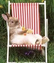 Vakantie opvang konijn