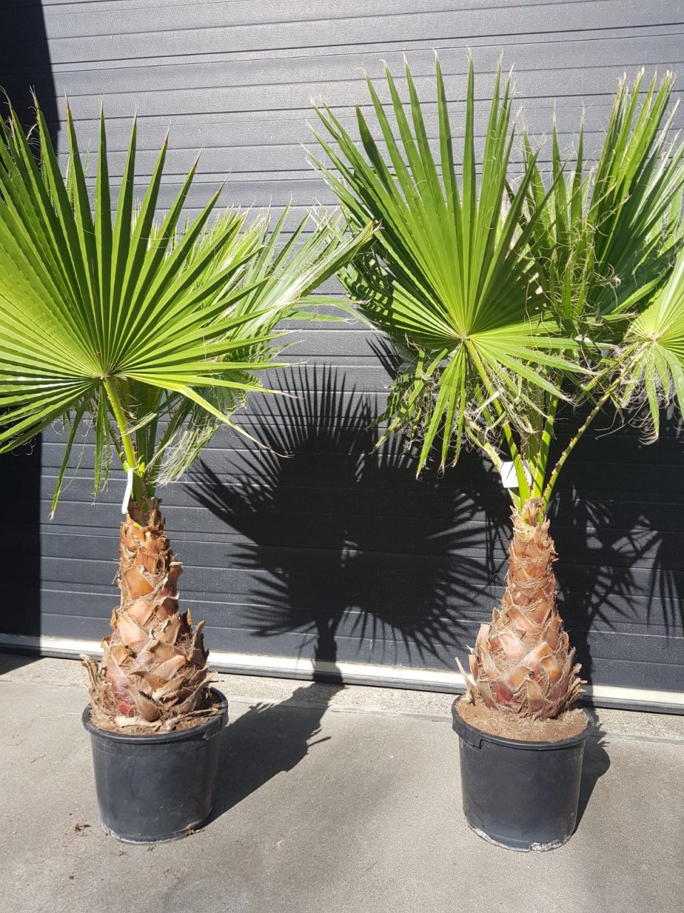Planten