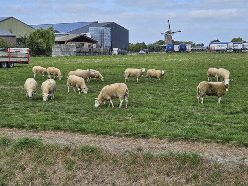15 enter/overjarige swifter fokschapen