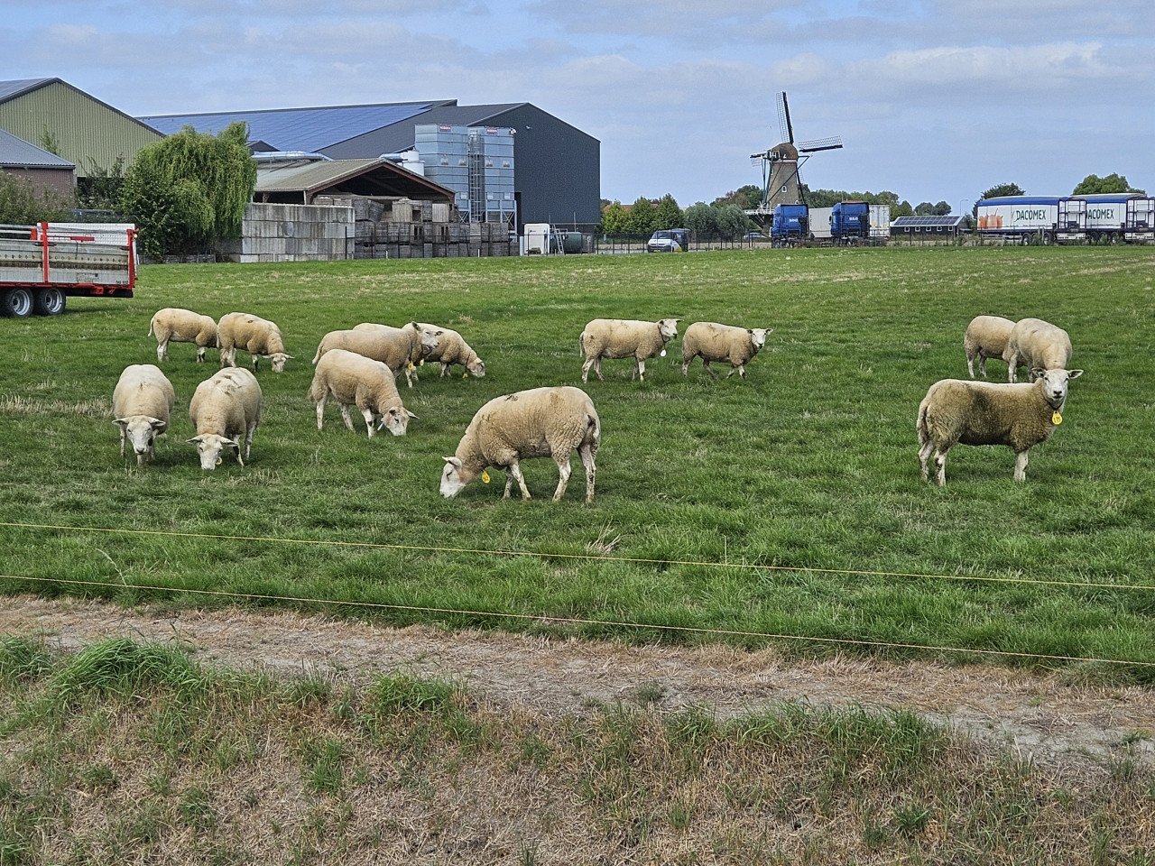 15 enter/overjarige swifter fokschapen