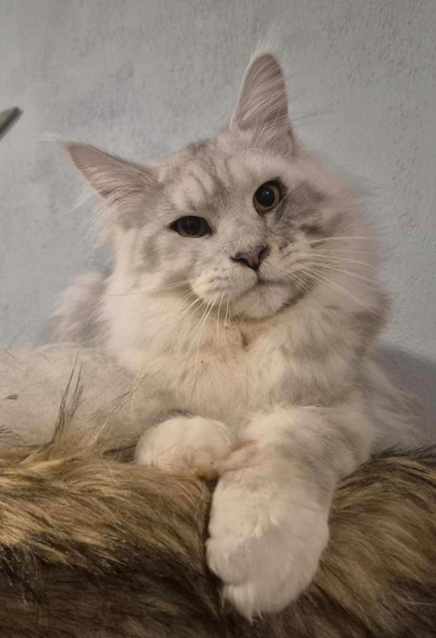 Maine coon dekkater met stamboom,black silver shaded