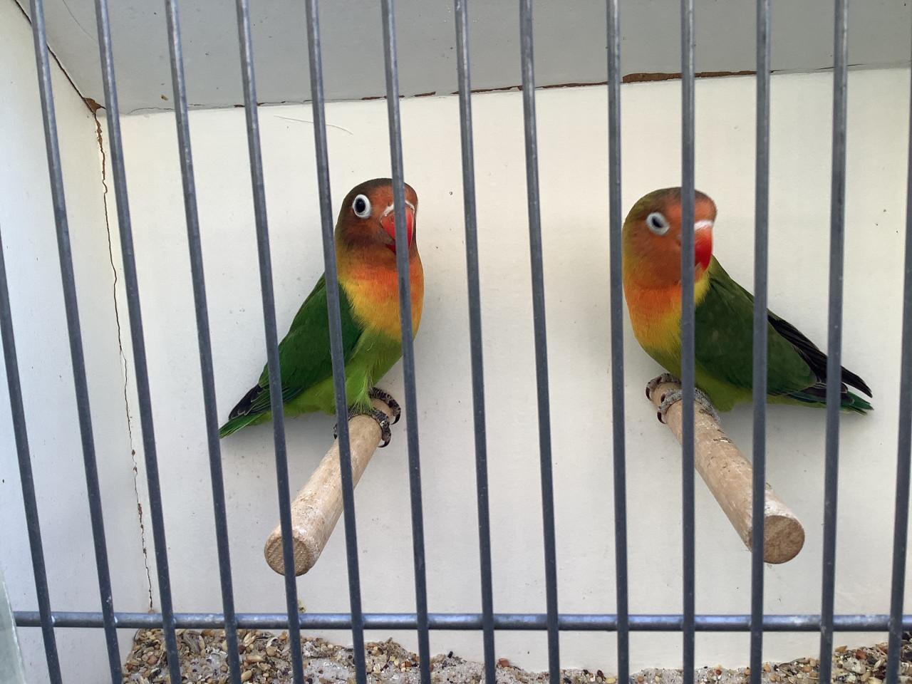 Jonge Agapornis Fischeri