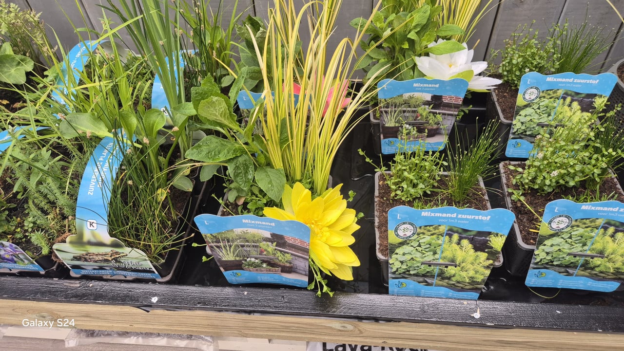 Vijverplanten