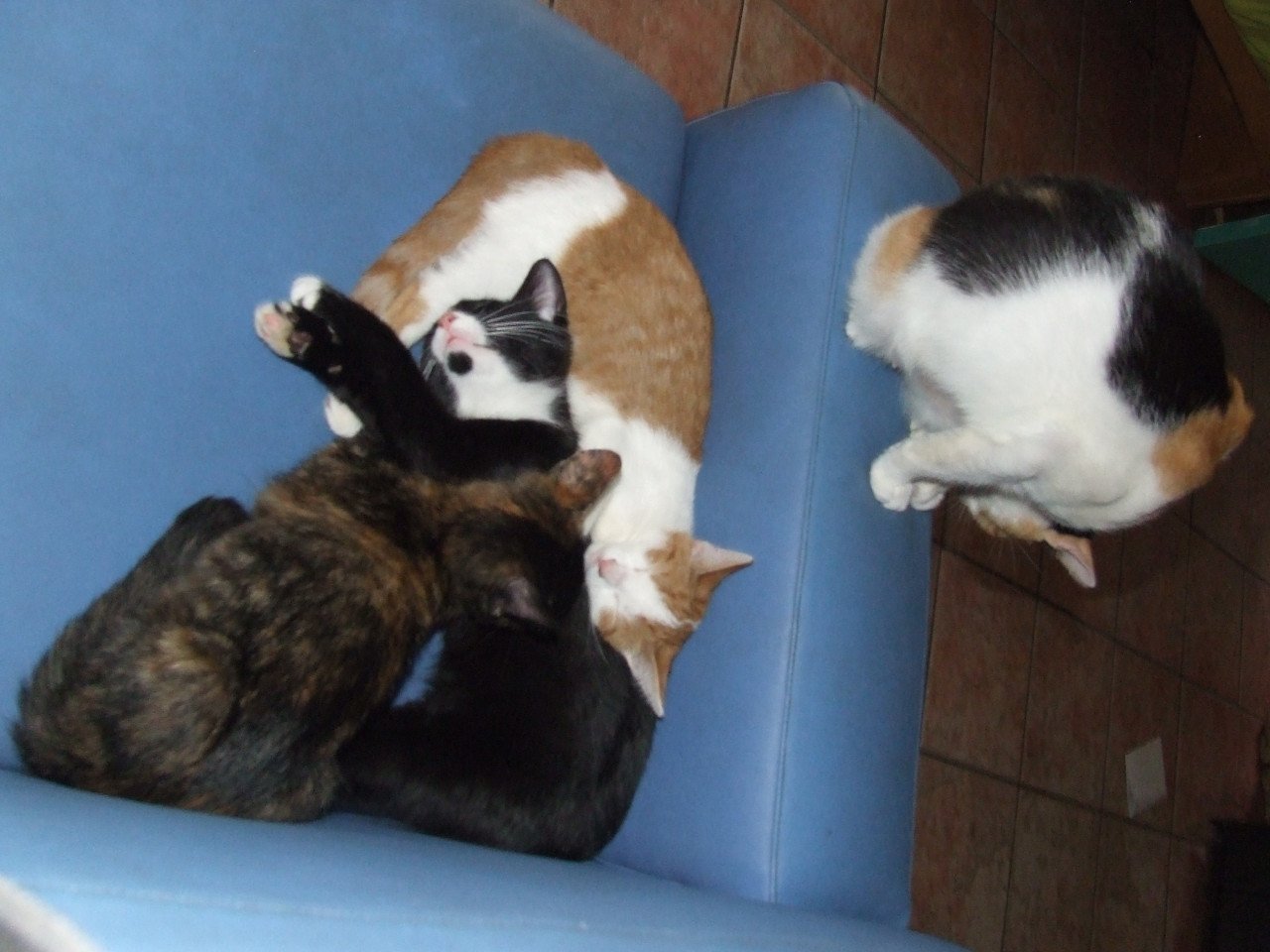 Kittens