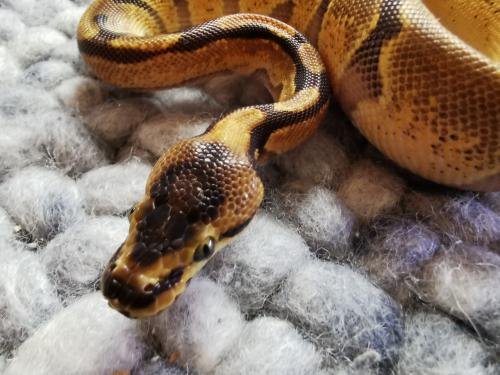 Super Enchi Koningspython (mannetje)