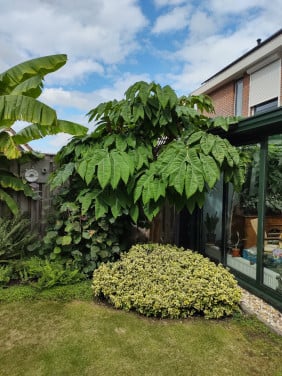 Twee mooie gezonde jonge planten van Tetrapanax of Rijstpapierbladplant