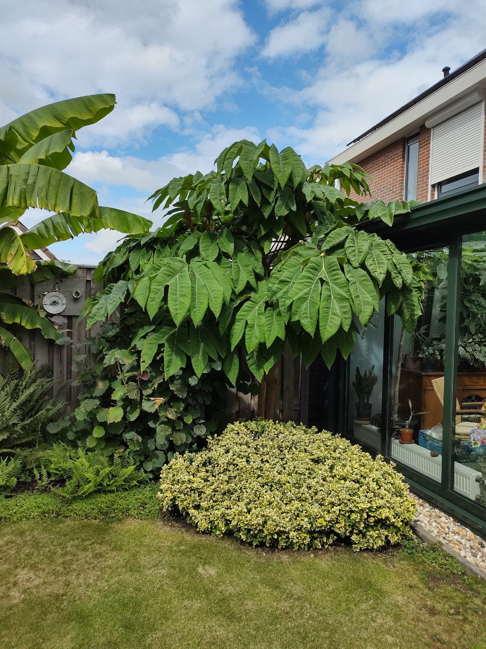 Twee mooie gezonde jonge planten van Tetrapanax of Rijstpapierbladplant