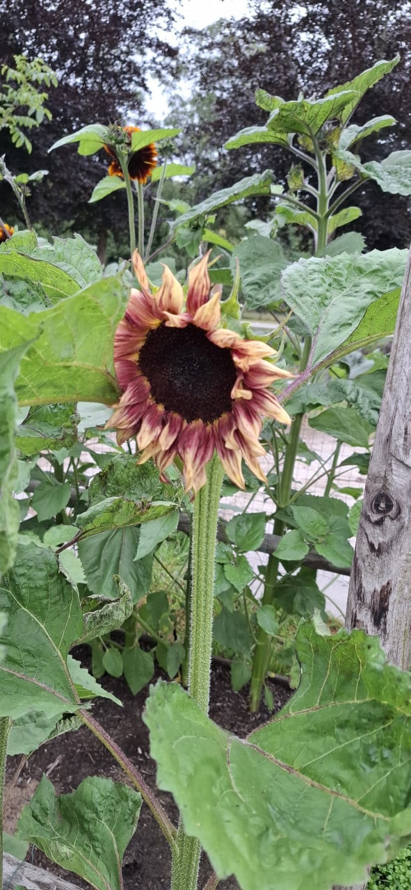 Zonnebloemen