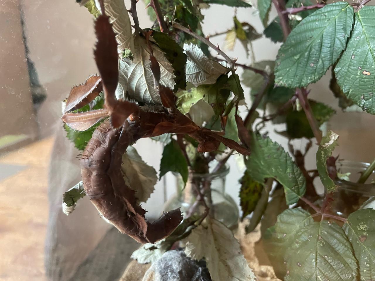 Australische flappentak