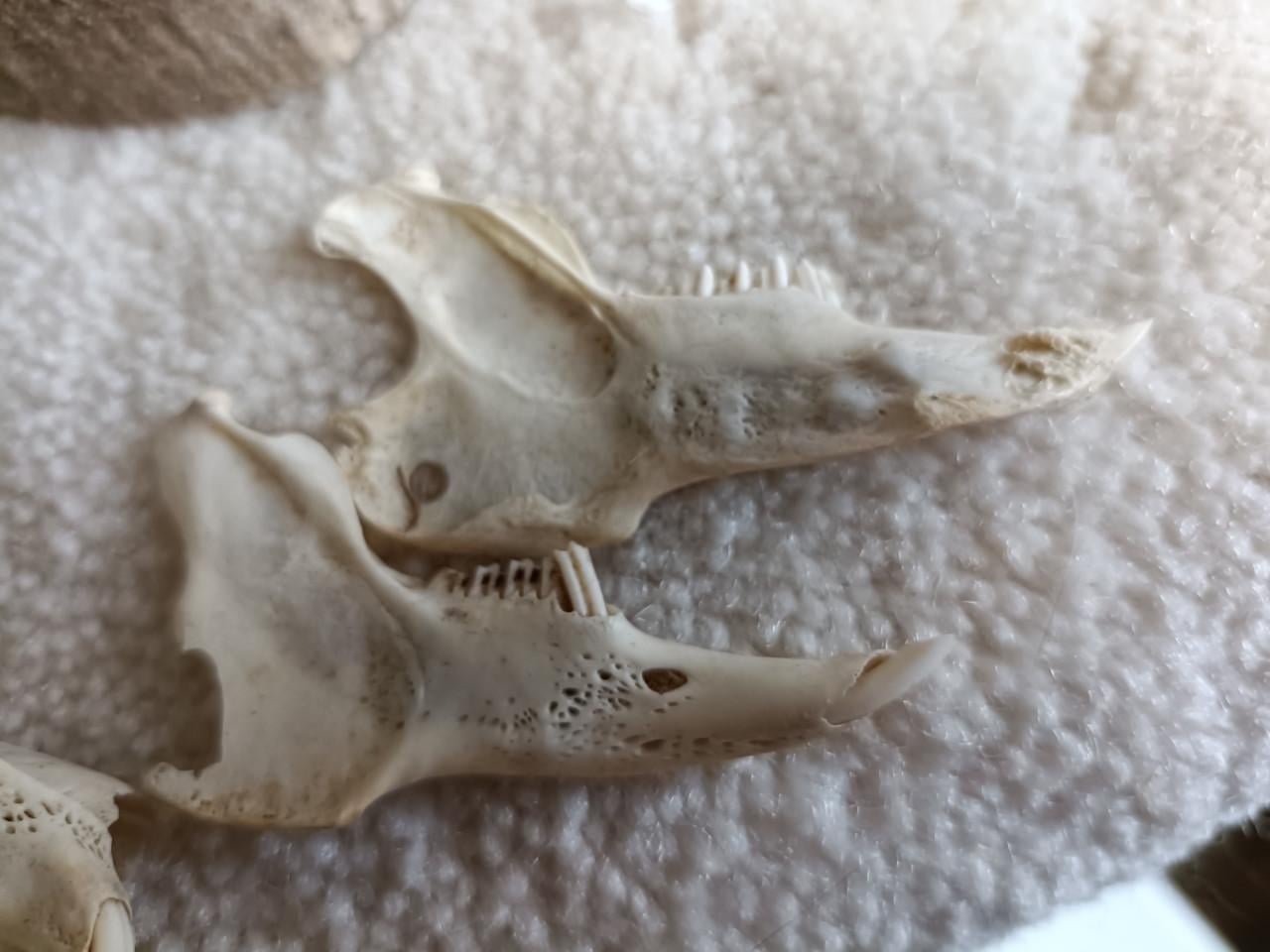 Konijnen schedeltjes 35 jaar oud