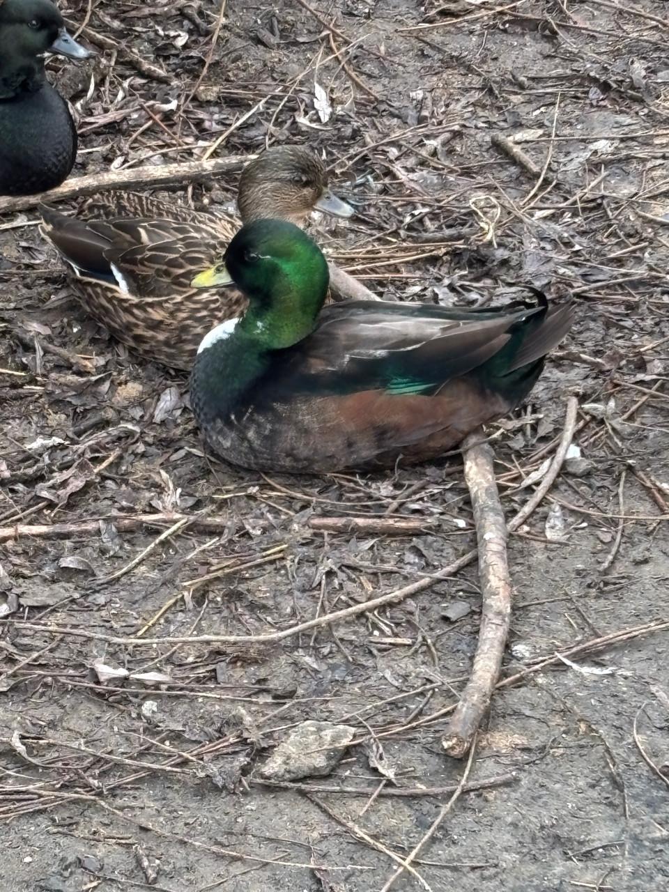 2 mooie raszuivere kwakers