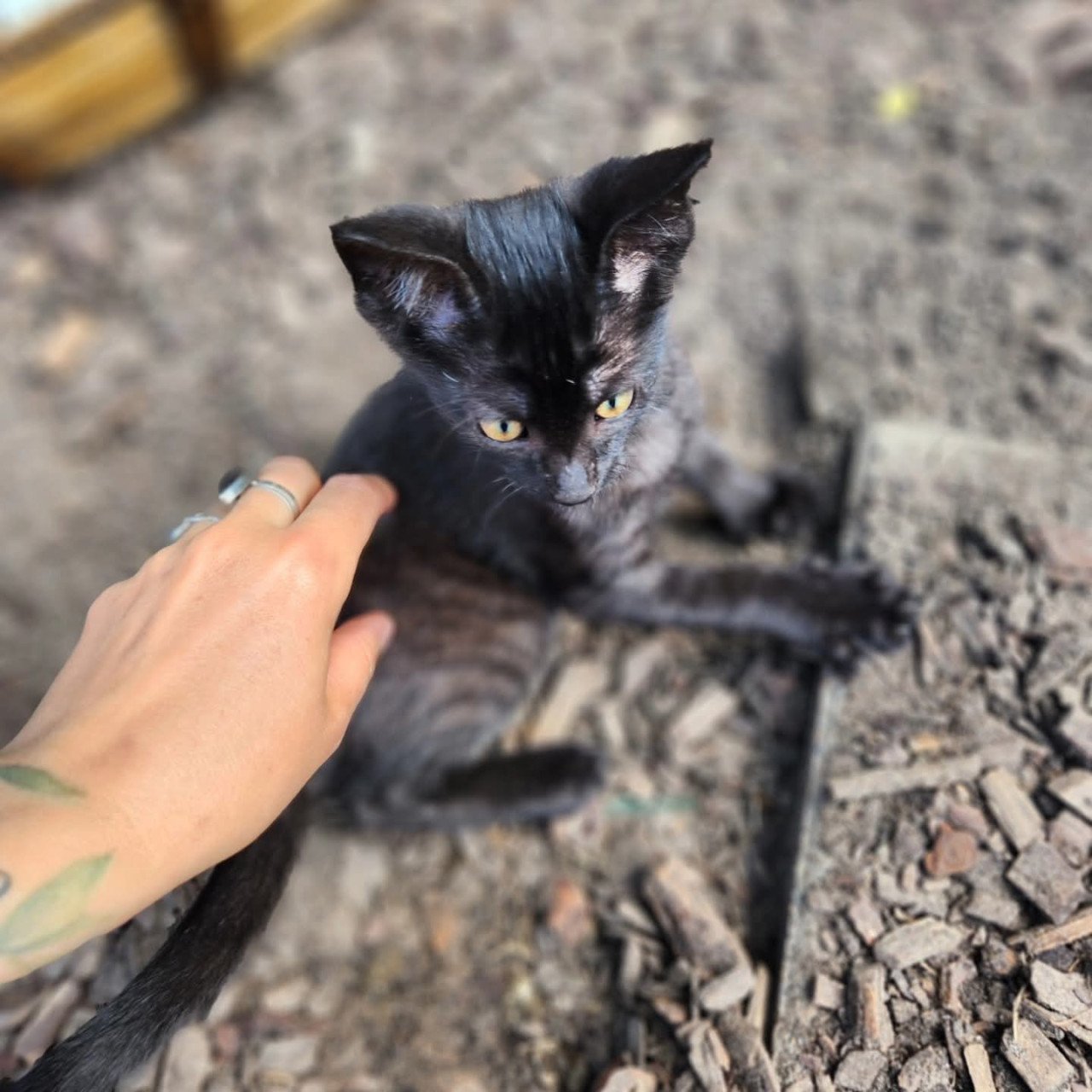 Kortharige kittens (jongens) zwart (x brits korthaar)