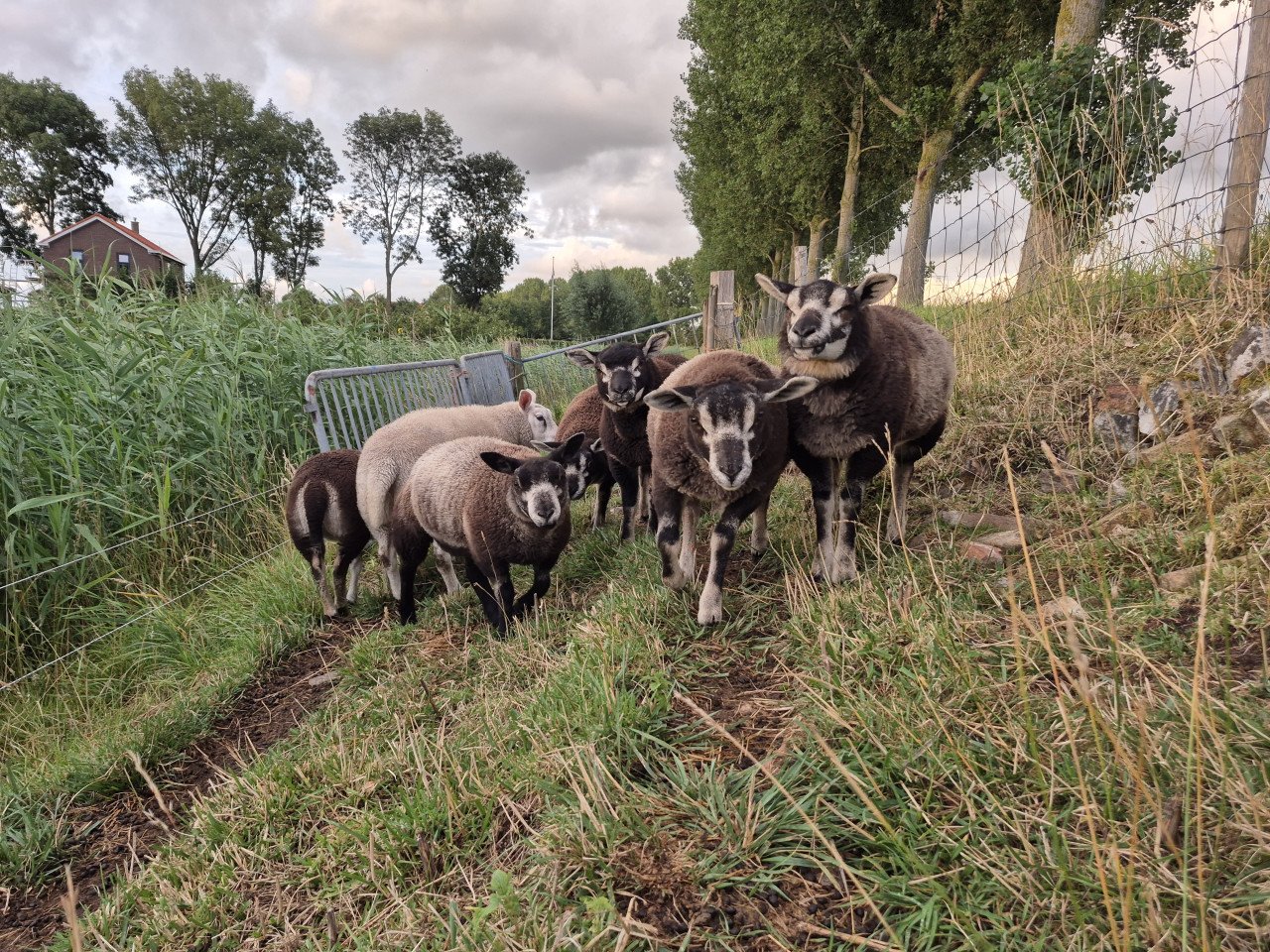 Schapen