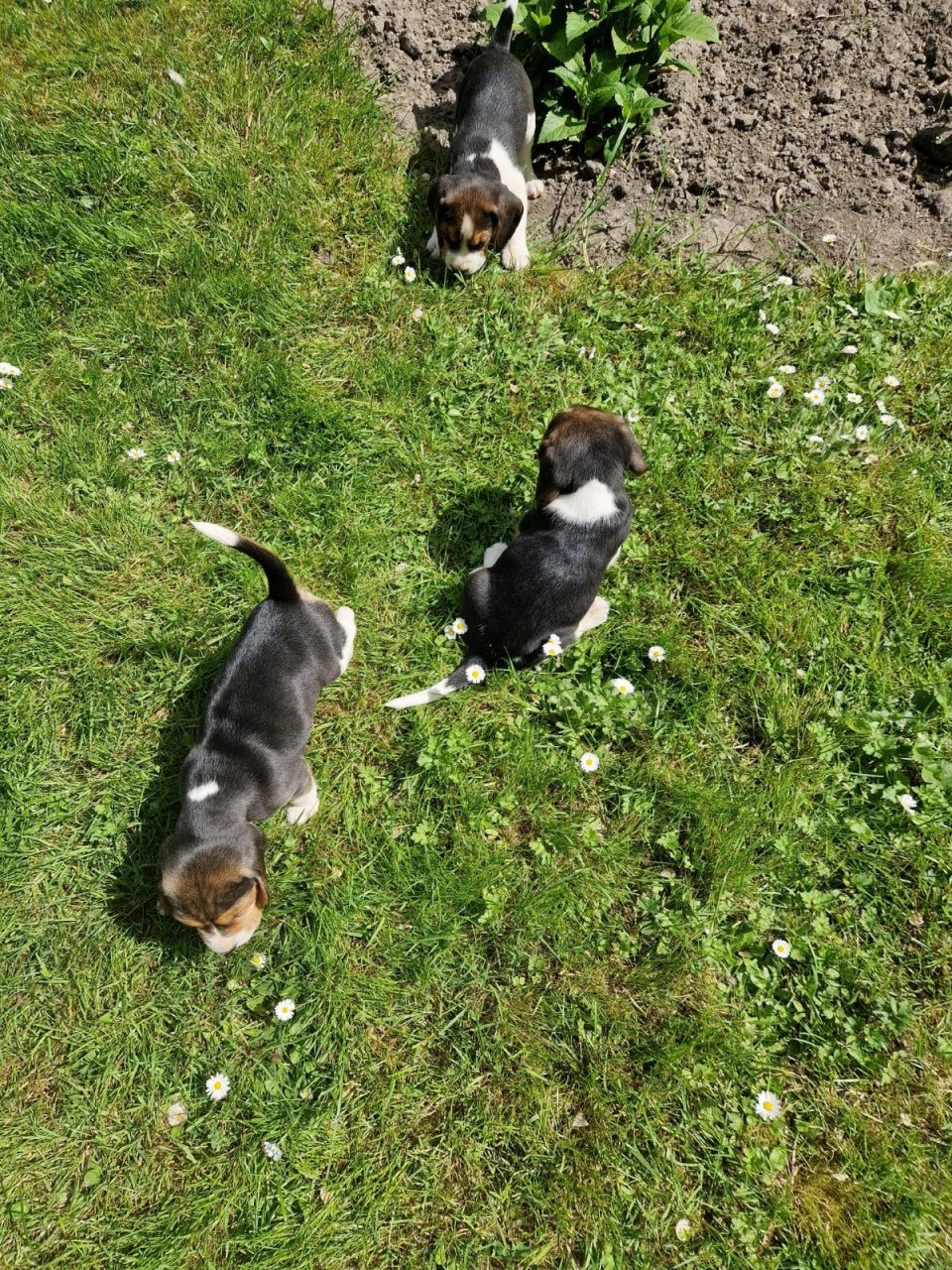 Beagle puppy’s