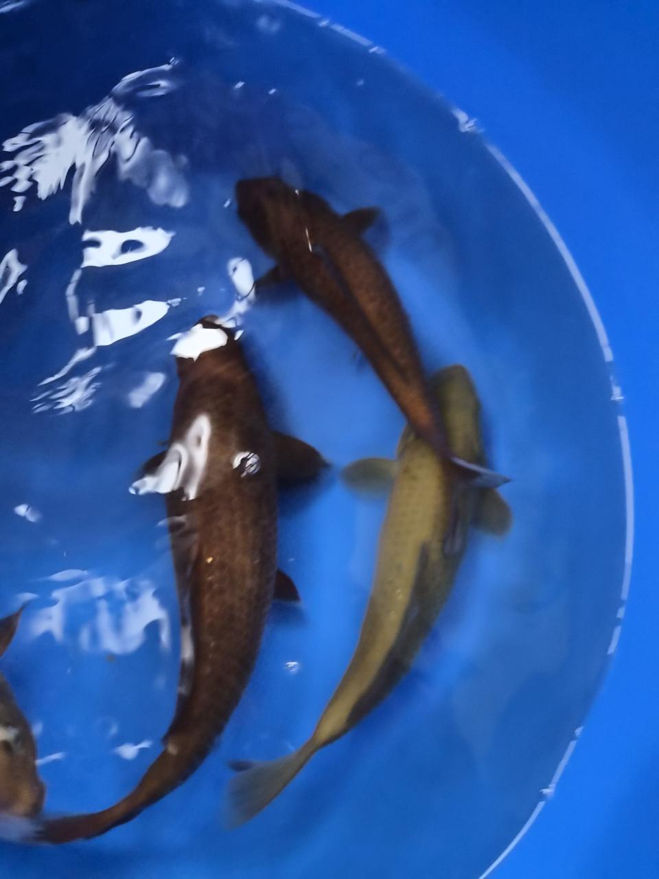 Diverse einde tosai of nisai  koi