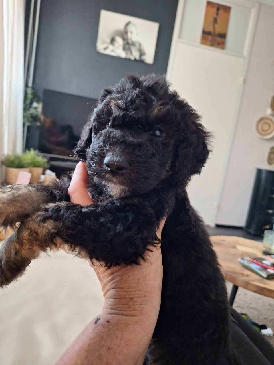 Bernedoodles One love
