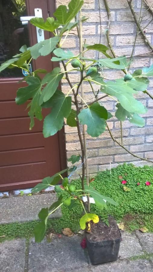 Ijg / vijgenplanten in pot. Winterhard