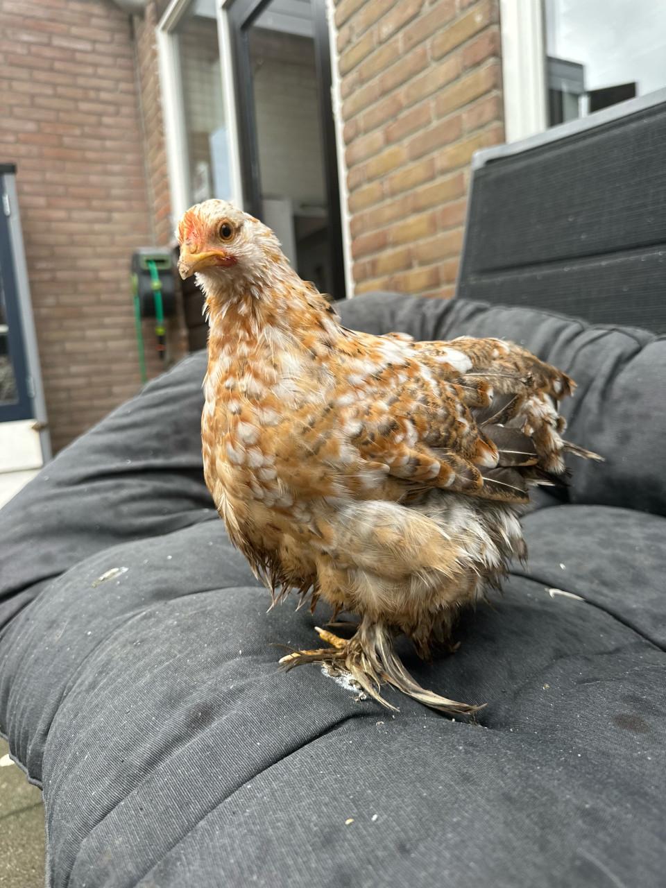 Meerdere cochin kriel hennetjes beschikbaar