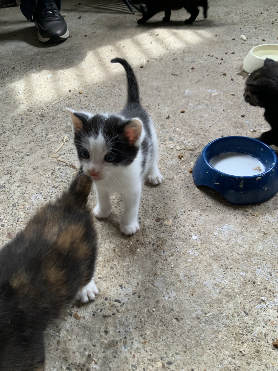 Kittens
