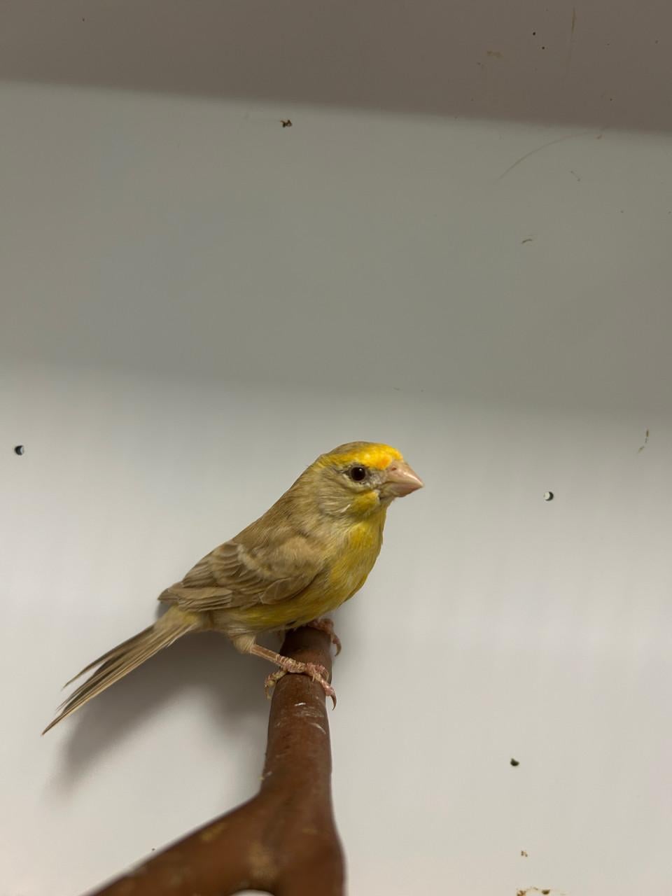 1-0 mex roodmus phaeo