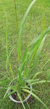 Te Koop: Siergras Molinea