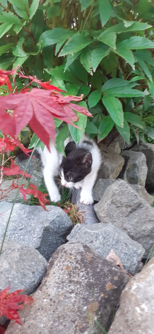 Super lief, speels en aanhankelijke kitten😻