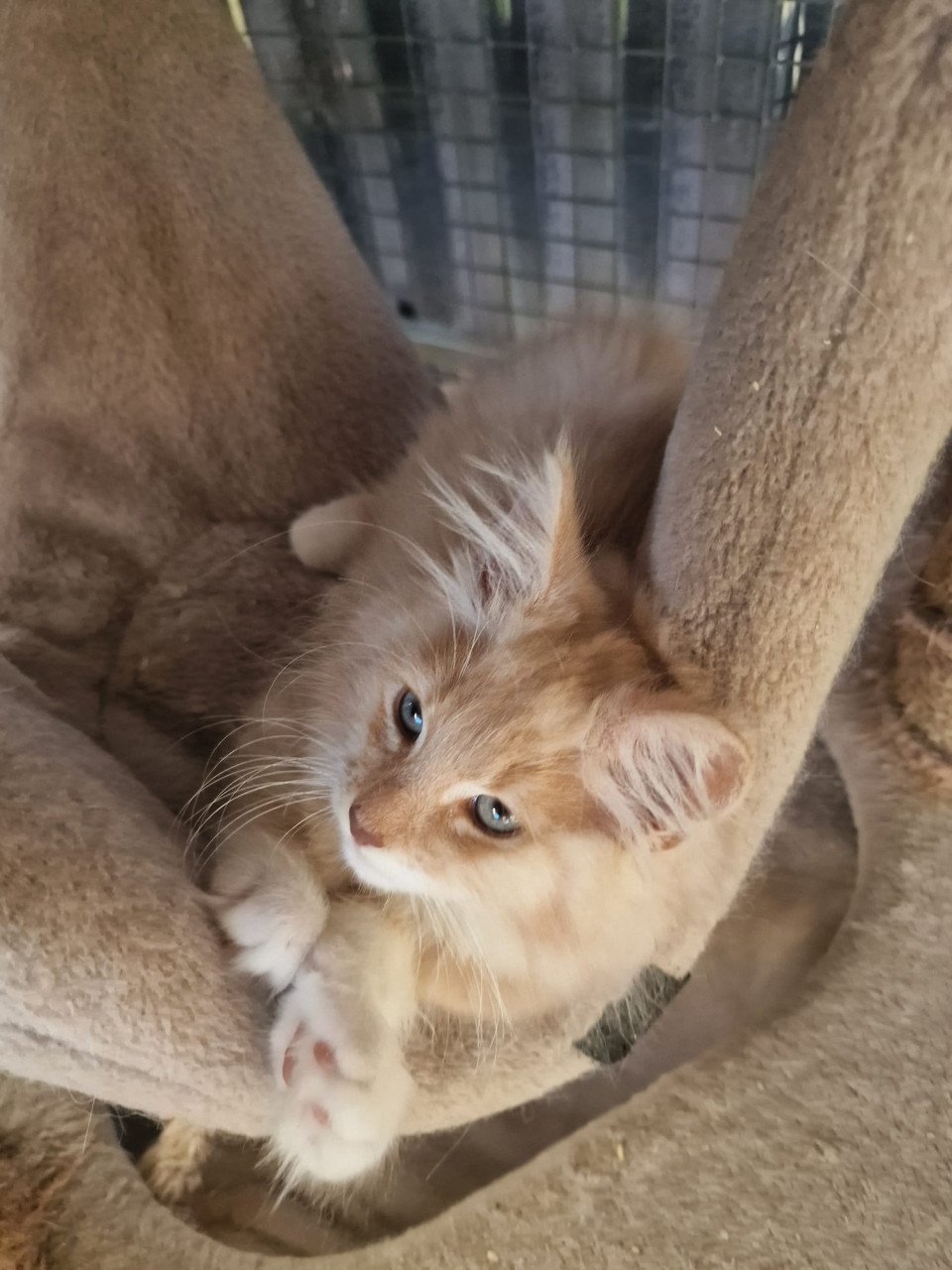 Te koop mooie lieve stoere Maine Coon katertje