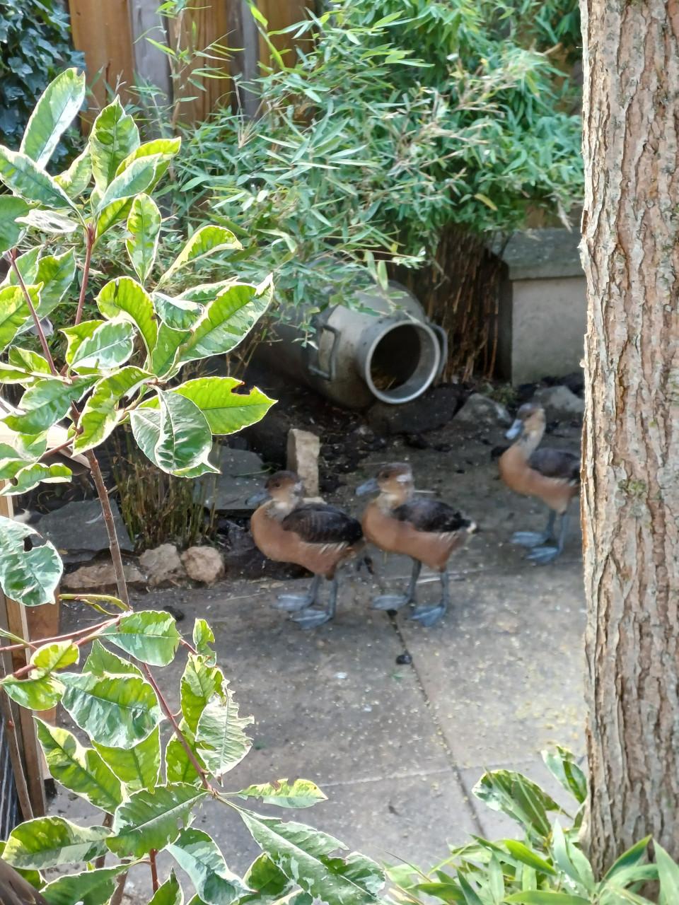 Gele Fluiteenden Boomeenden Koppel met 3 jongen.