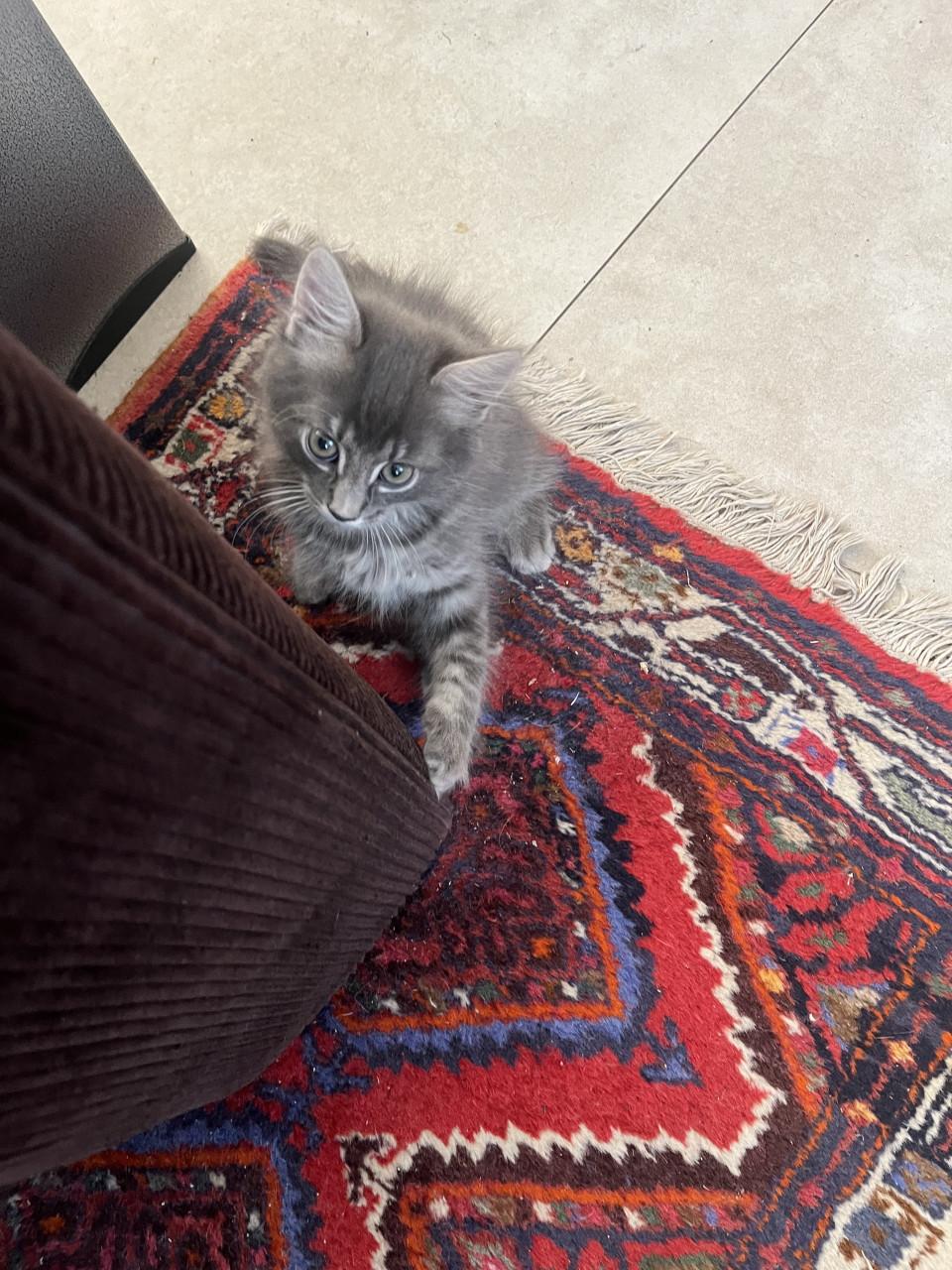 Kittens