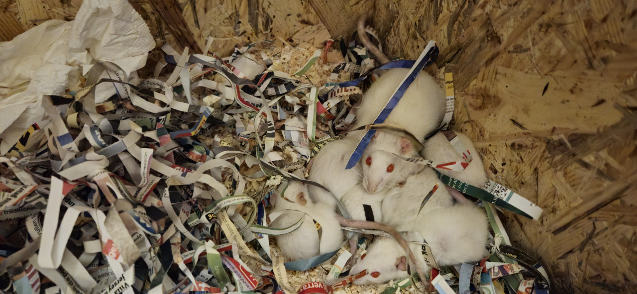 Ratten