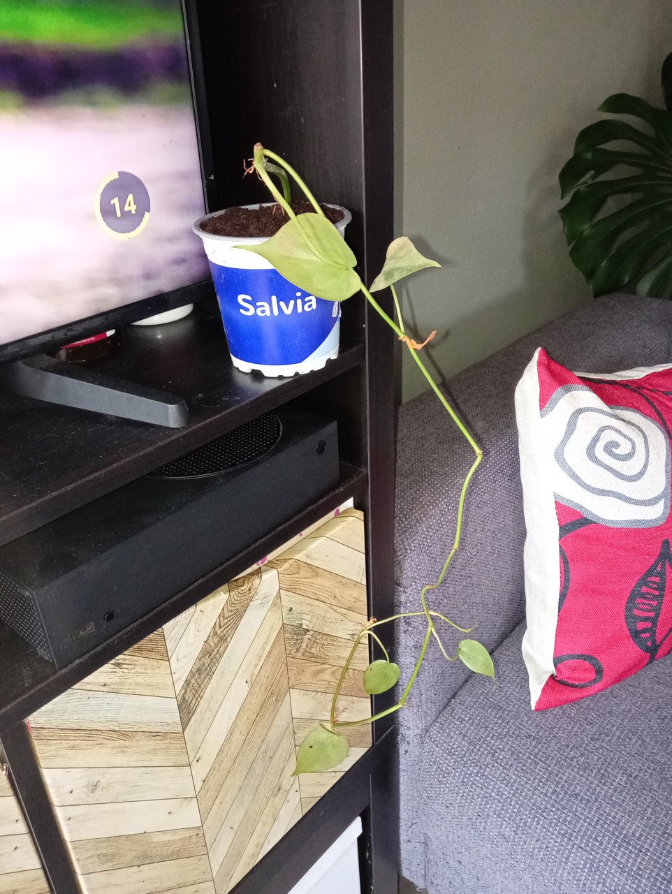 Heel veel stekjes van planten