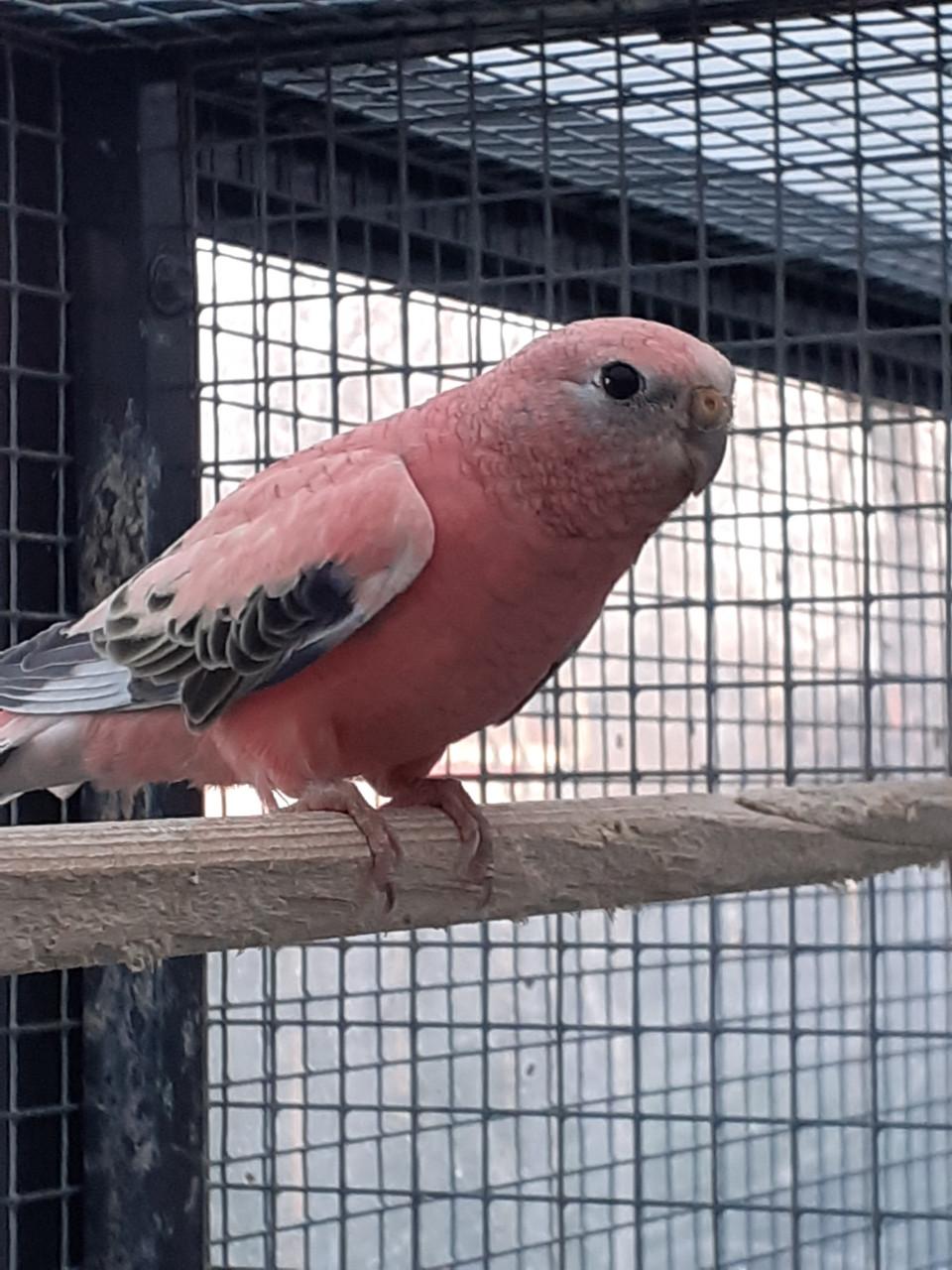 Roze bourkesman  van 2025