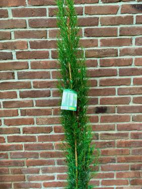 Italiaanse cipres 175 hoog