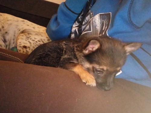 75% kruising pomeriaan