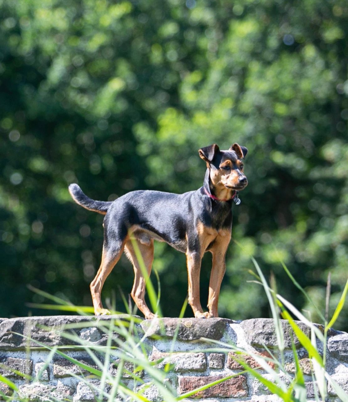 Prachtige boerenfox pup!