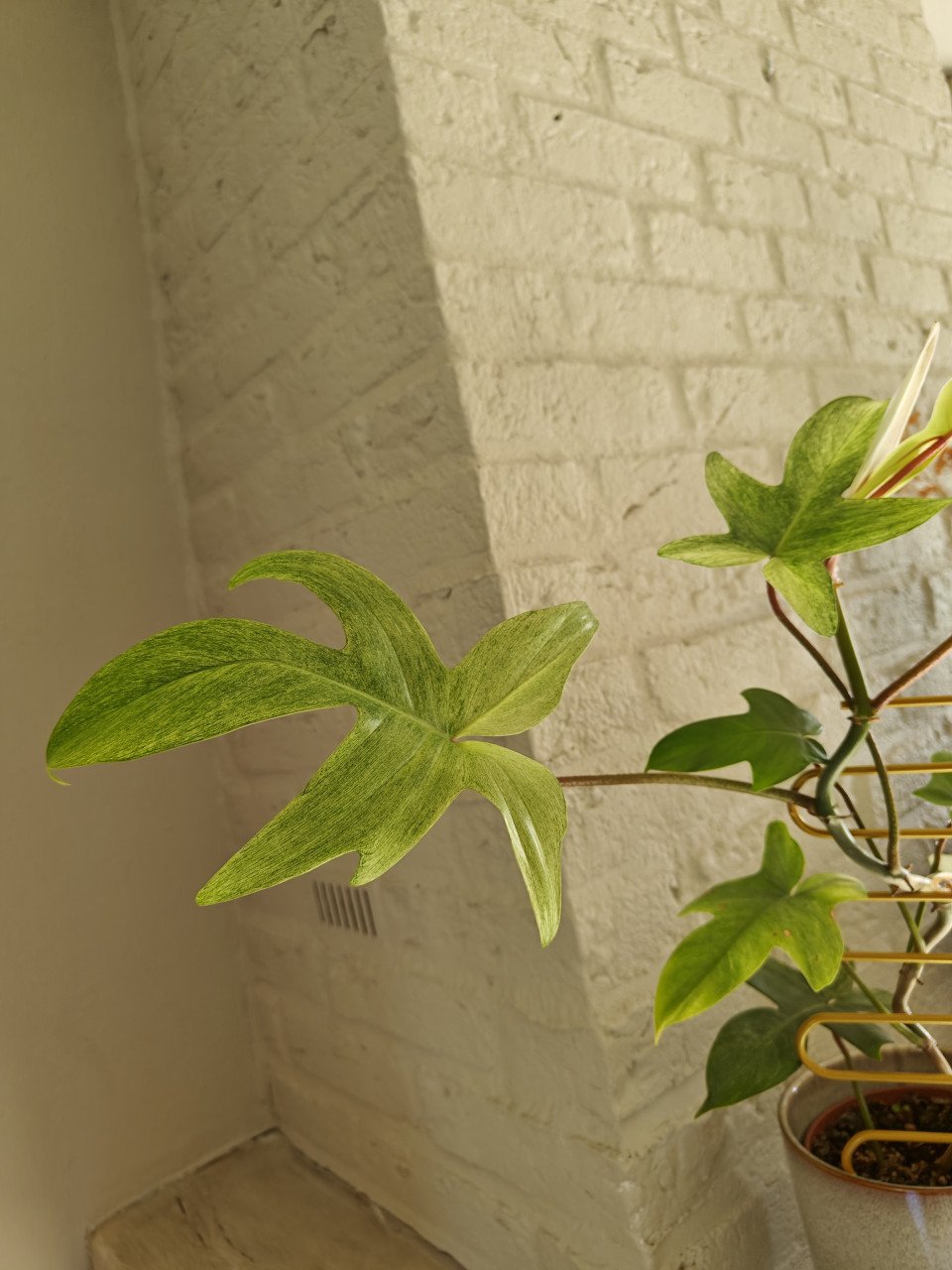 Kamerplant Philodendron Florida ghost plant