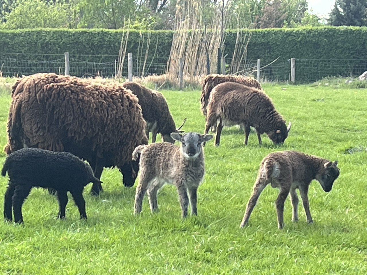 Soay Schapen - ooi / ram lammetjes