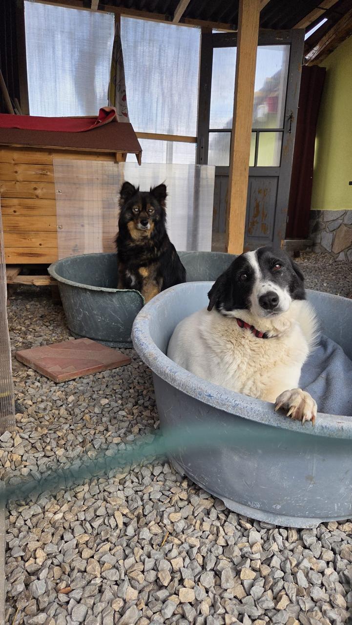 Hond zoekt baasje