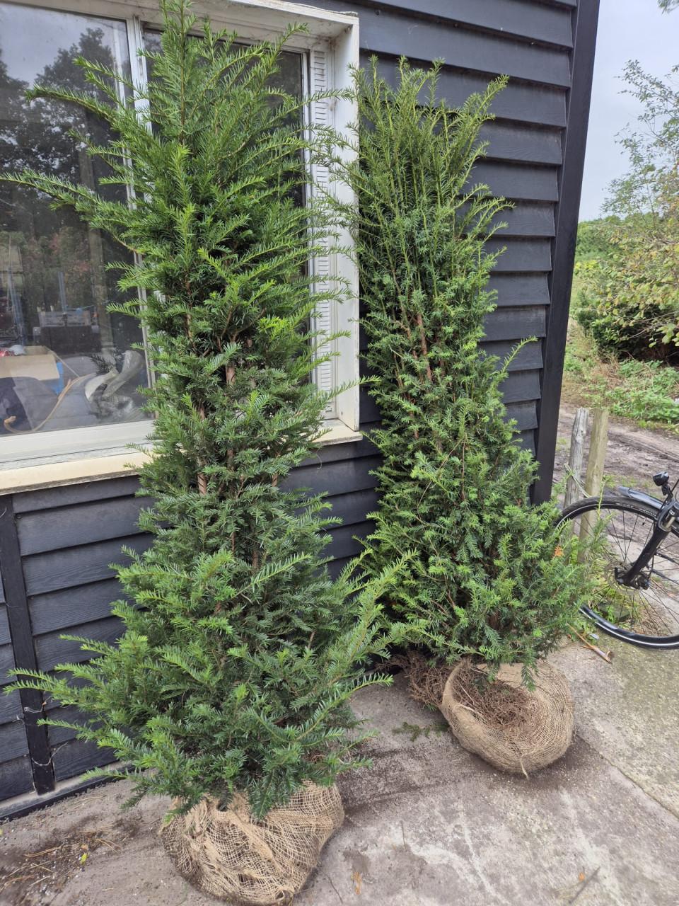Taxus Baccata haagplanten in alle maten leverbaar