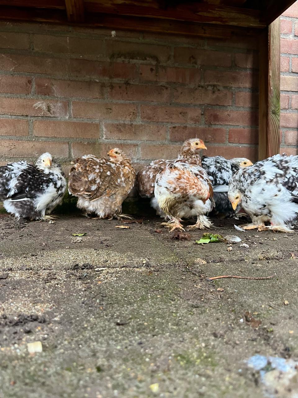 Meerdere cochin kriel hennetjes beschikbaar