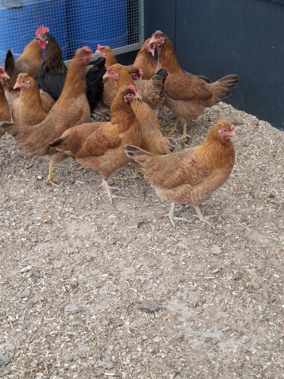 Cream legbar hennen
