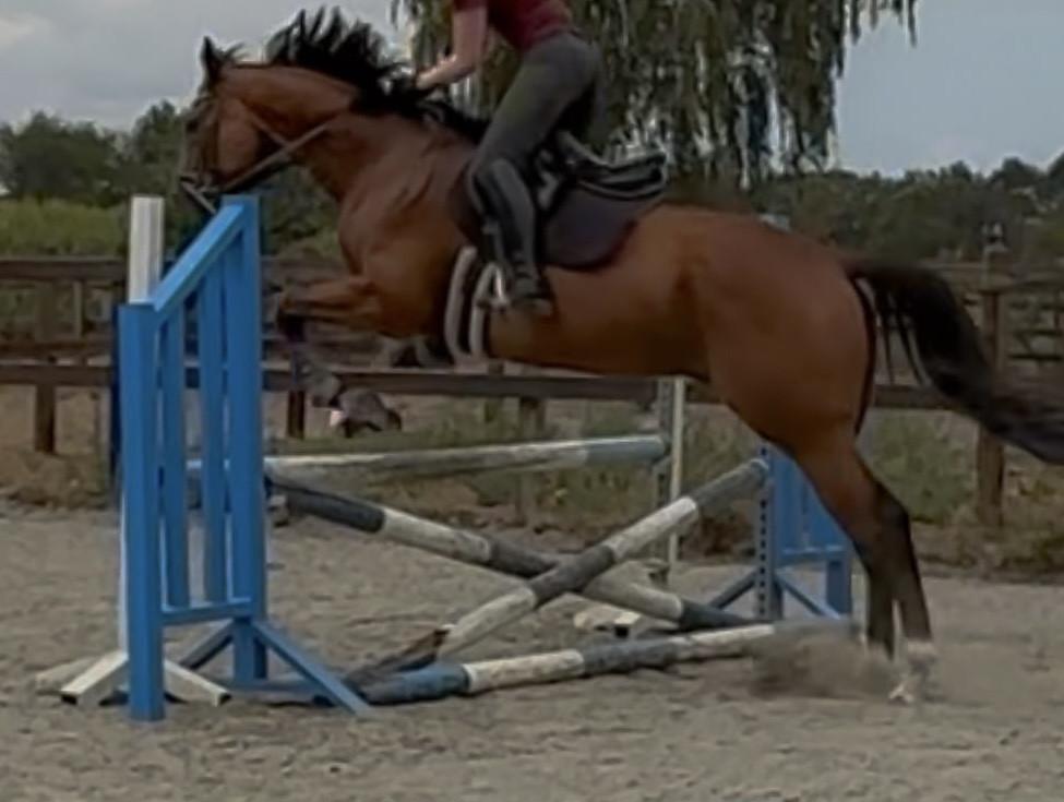 Mooie grote allrounder